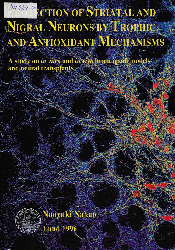 Protection of striatal and nigral neurons by trophic and antioxidant mechanisms