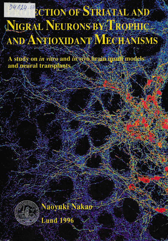 Protection of striatal and nigral neurons by trophic and antioxidant mechanisms