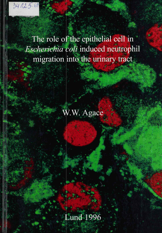 The role of the epithelial cell in Escherichia coli induced neutrophil migration into the urinary tract