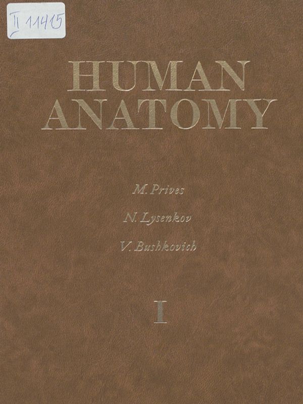 Human anatomy