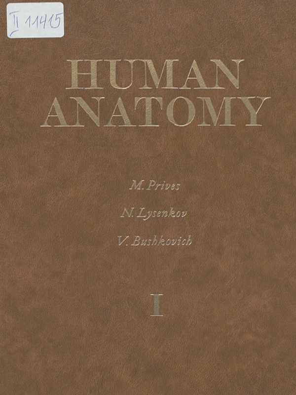 Human anatomy