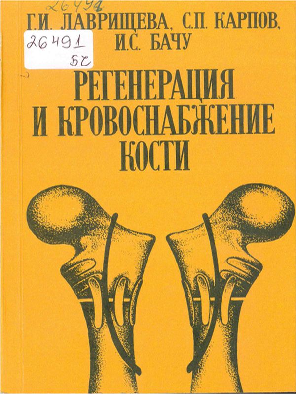 Регенерация и кровоснабжение кости