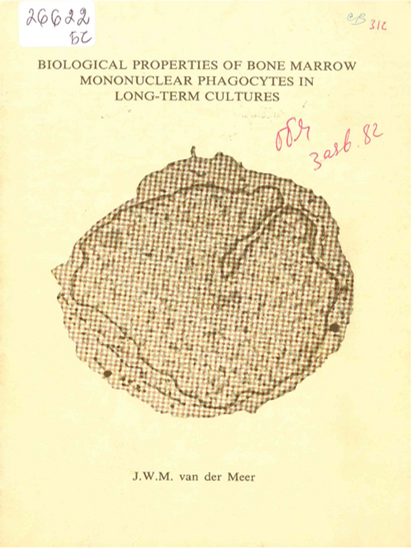 Biological properties of bone marrow mononuclear phagocytes in long-term cultures
