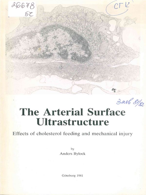 The arterial surface ultrastructure