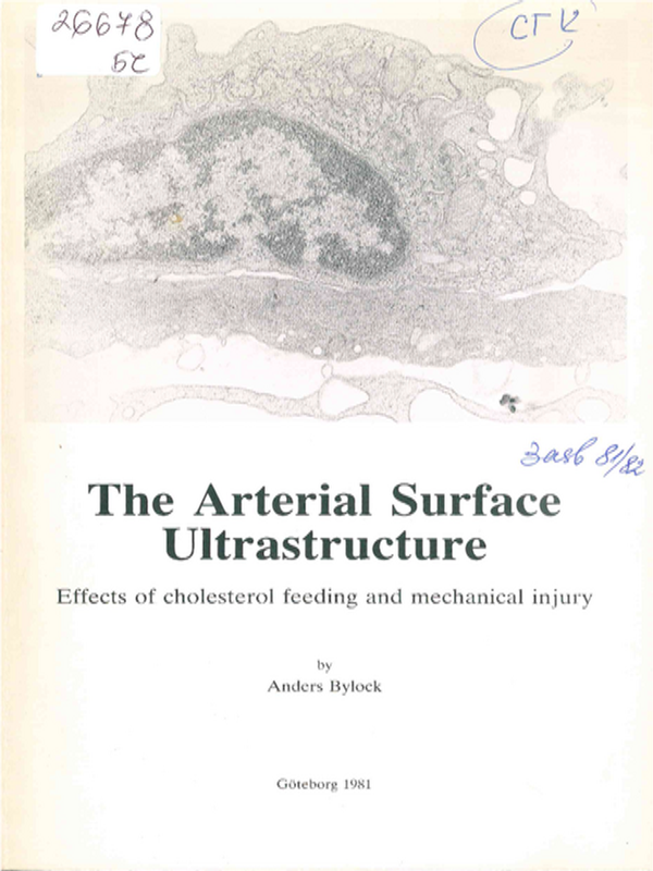 The arterial surface ultrastructure