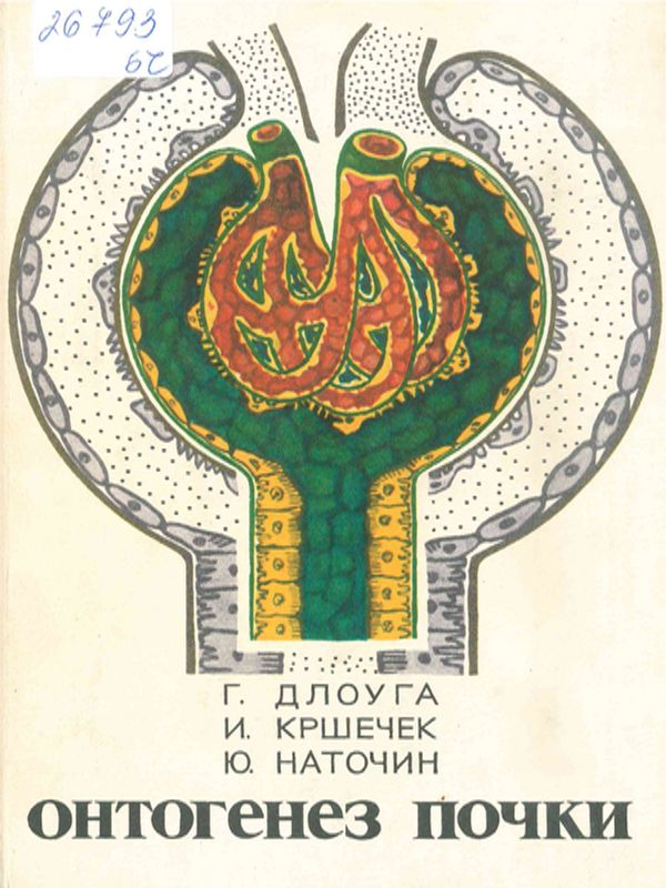 Онтогенез почки
