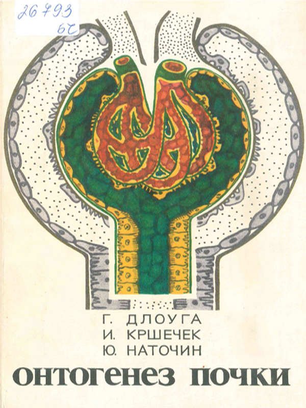 Онтогенез почки