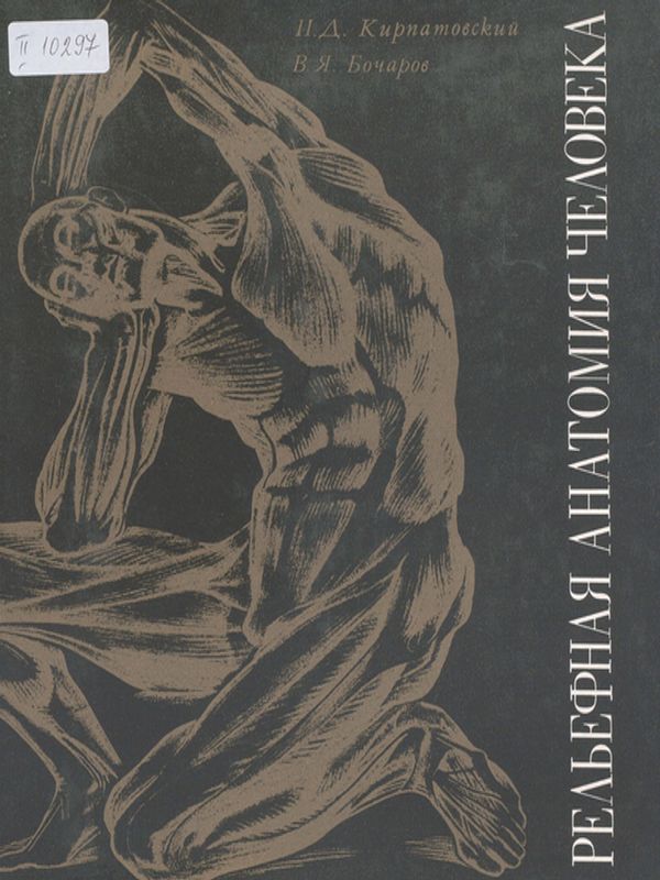 Релефная анатомия человека