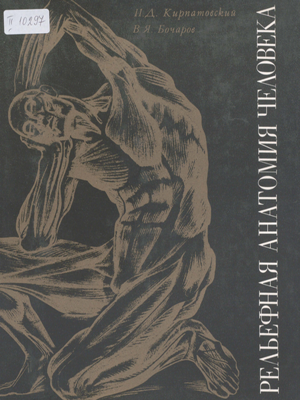 Релефная анатомия человека
