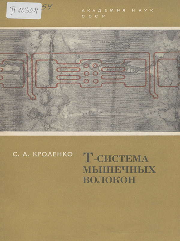 Т-система мышечных волокон