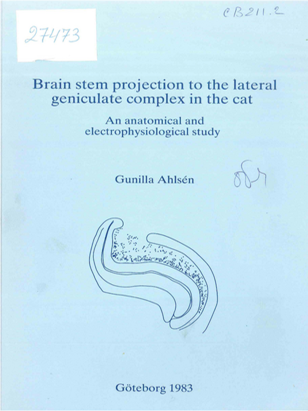 Brain stem projection to the lateral geniculate complex in the cat