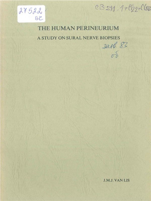 The human perineurium