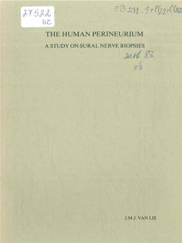 The human perineurium