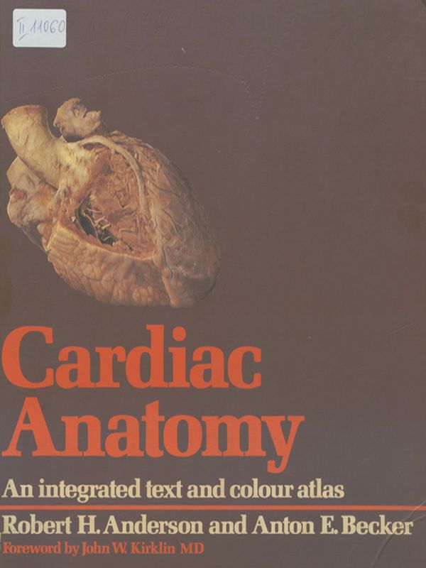 Cardiac anatomy