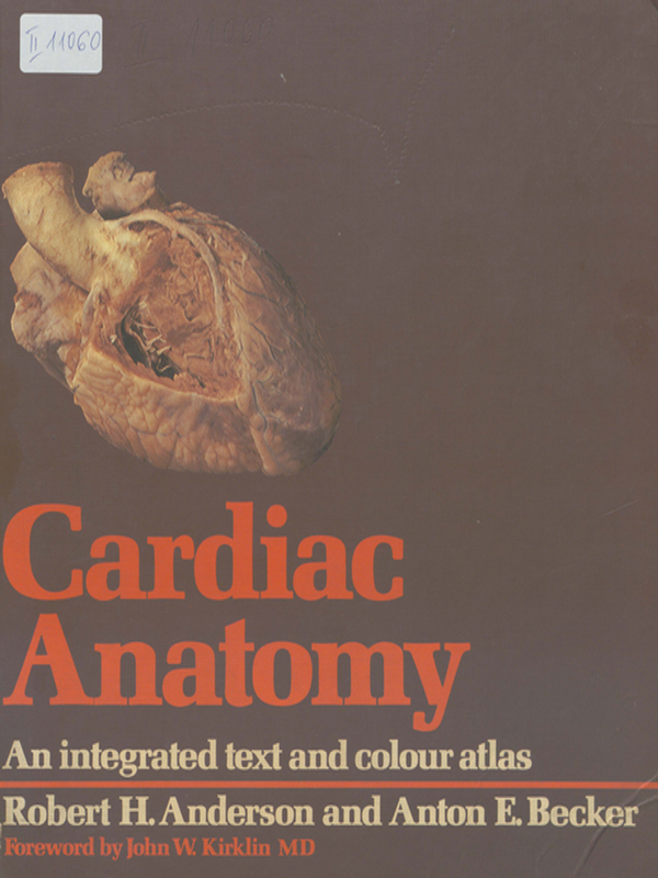 Cardiac anatomy