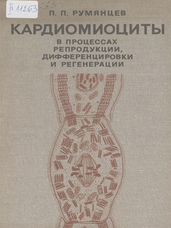 Кардиомиоциты в процессах репродукции, дифференцировки и регенерации