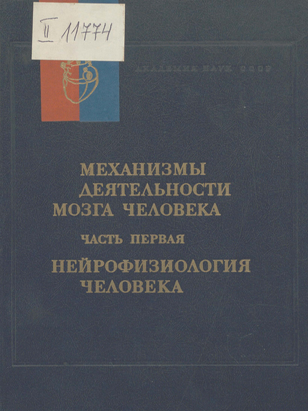 Механизмы деятельности мозга человека