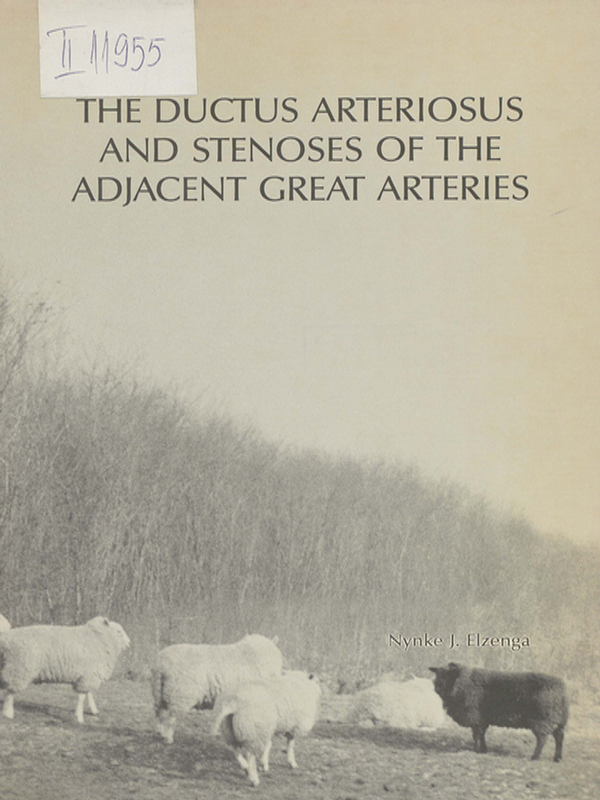 The ductus arteriosus and stenoses of the adjacent great arteries