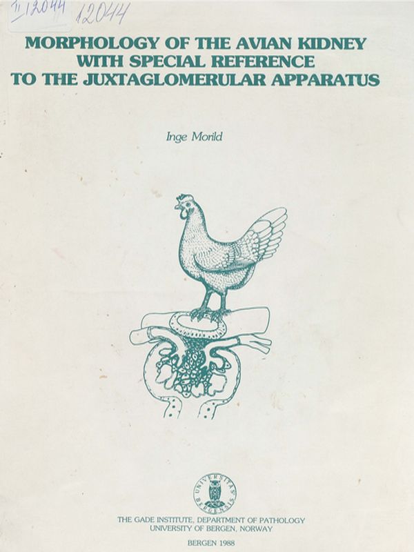 Morphology of the avian kidney with special reference to the juxtaglomerular apparatus