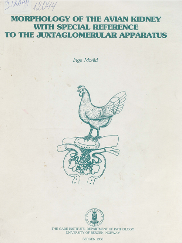 Morphology of the avian kidney with special reference to the juxtaglomerular apparatus