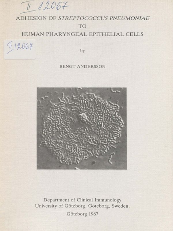 Adhesion of Streptococcus pheumoniae to human pharyngeal epithelial cells