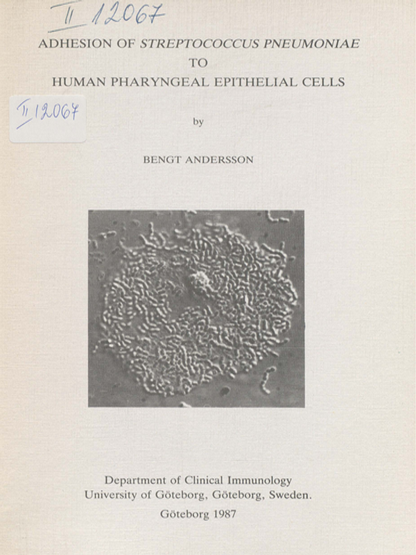 Adhesion of Streptococcus pheumoniae to human pharyngeal epithelial cells