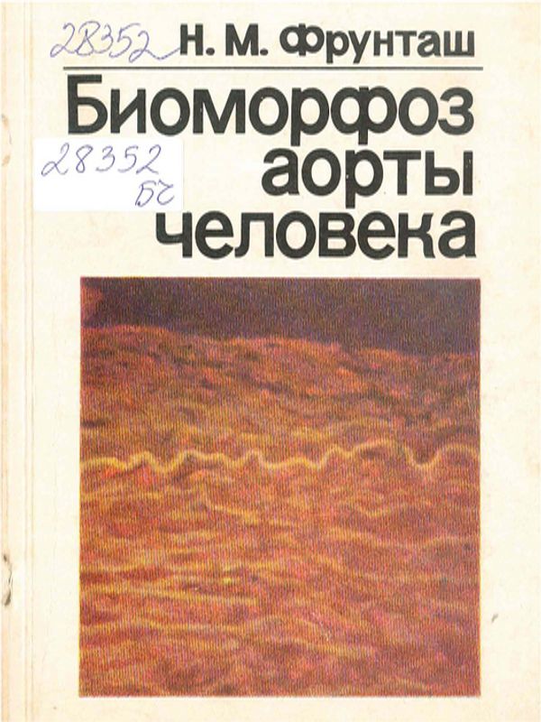 Биоморфоз аорты человека
