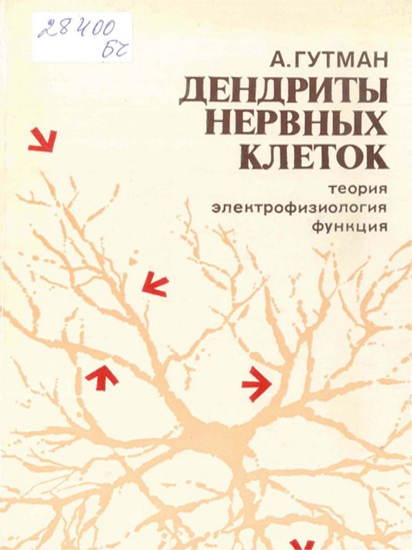 Дендриты нервных клеток