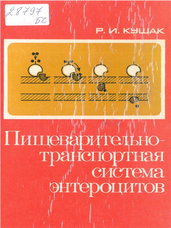 Пищеварительно-транспортная система энтероцитов