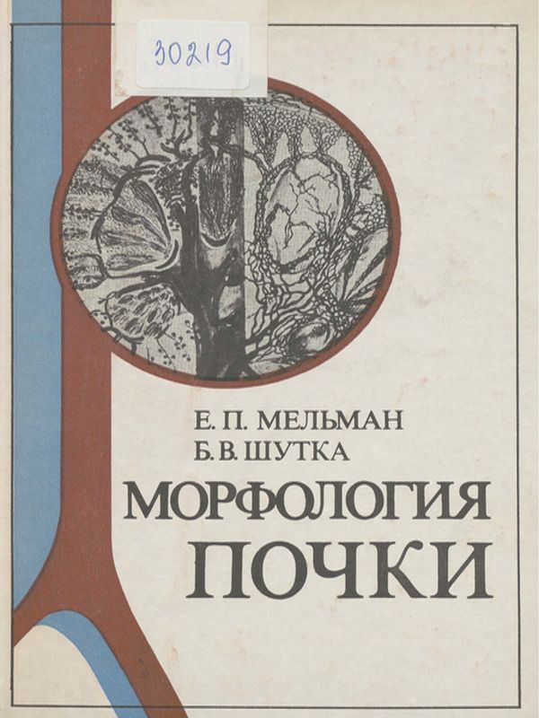 Морфология почки