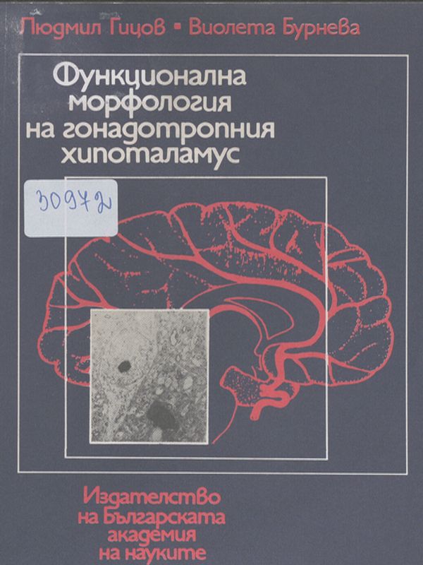 Функционална морфология на гонадотропния хипоталамус