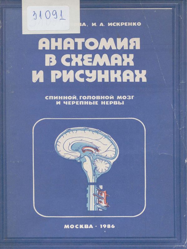 Анатомия в схемах и рисунках