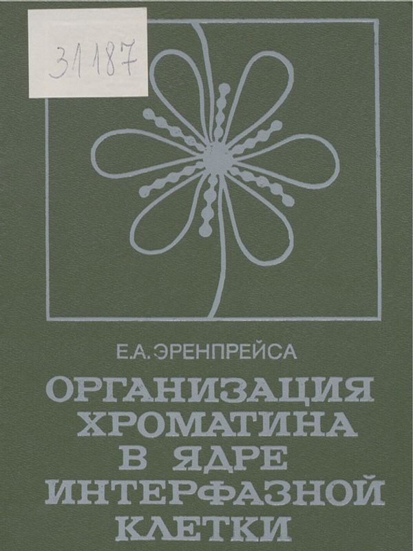 Организация хроматина в ядре интерфазной клетки