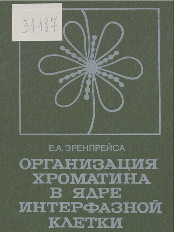 Организация хроматина в ядре интерфазной клетки