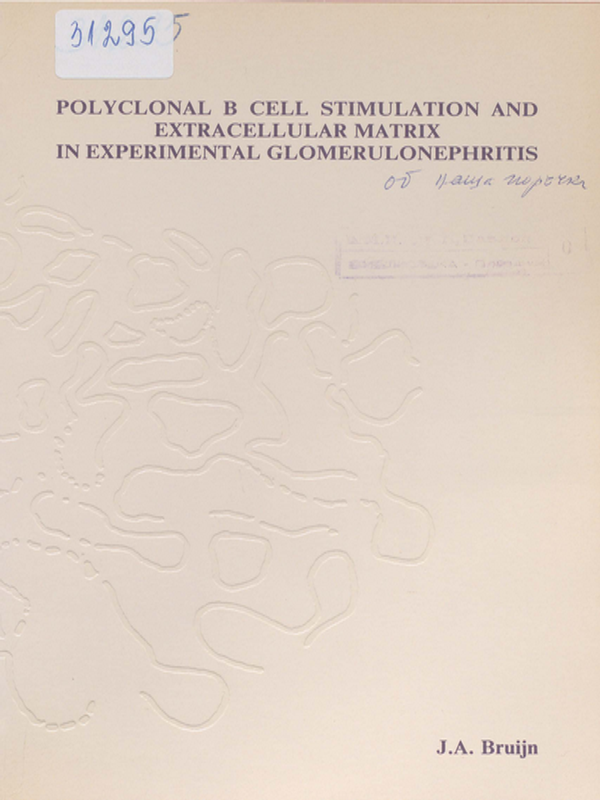 Polyclonal B cell stimulation and extracellular matrix in experimental glomerulonephritis