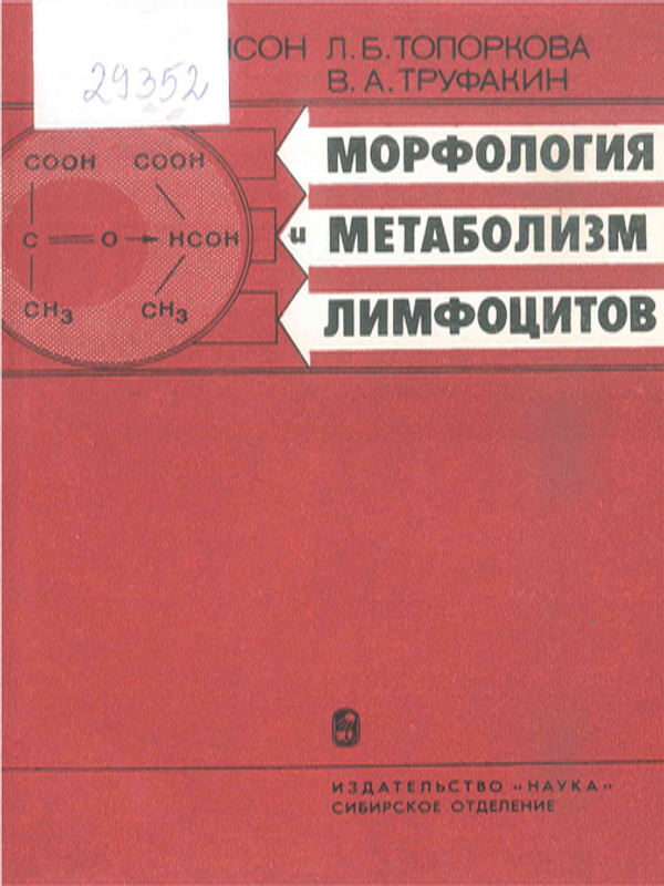 Морфология и метаболизм лимфоцитов